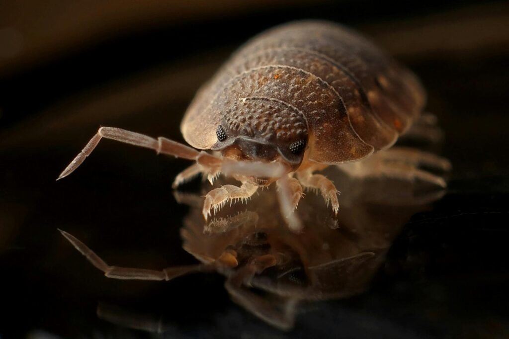 fumagaciones de todo tipo de insectos rastreros