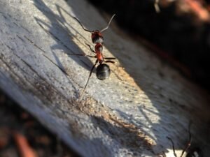 plaga de Hormiga carpintera en un tronco