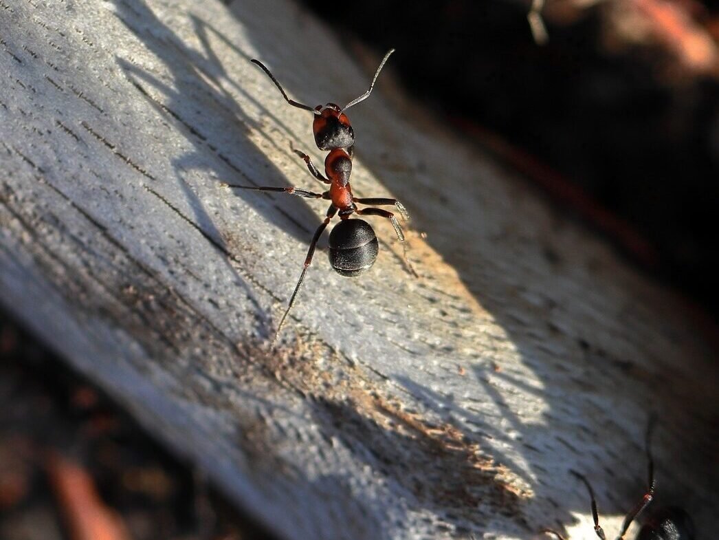 Plaga, Hormigas