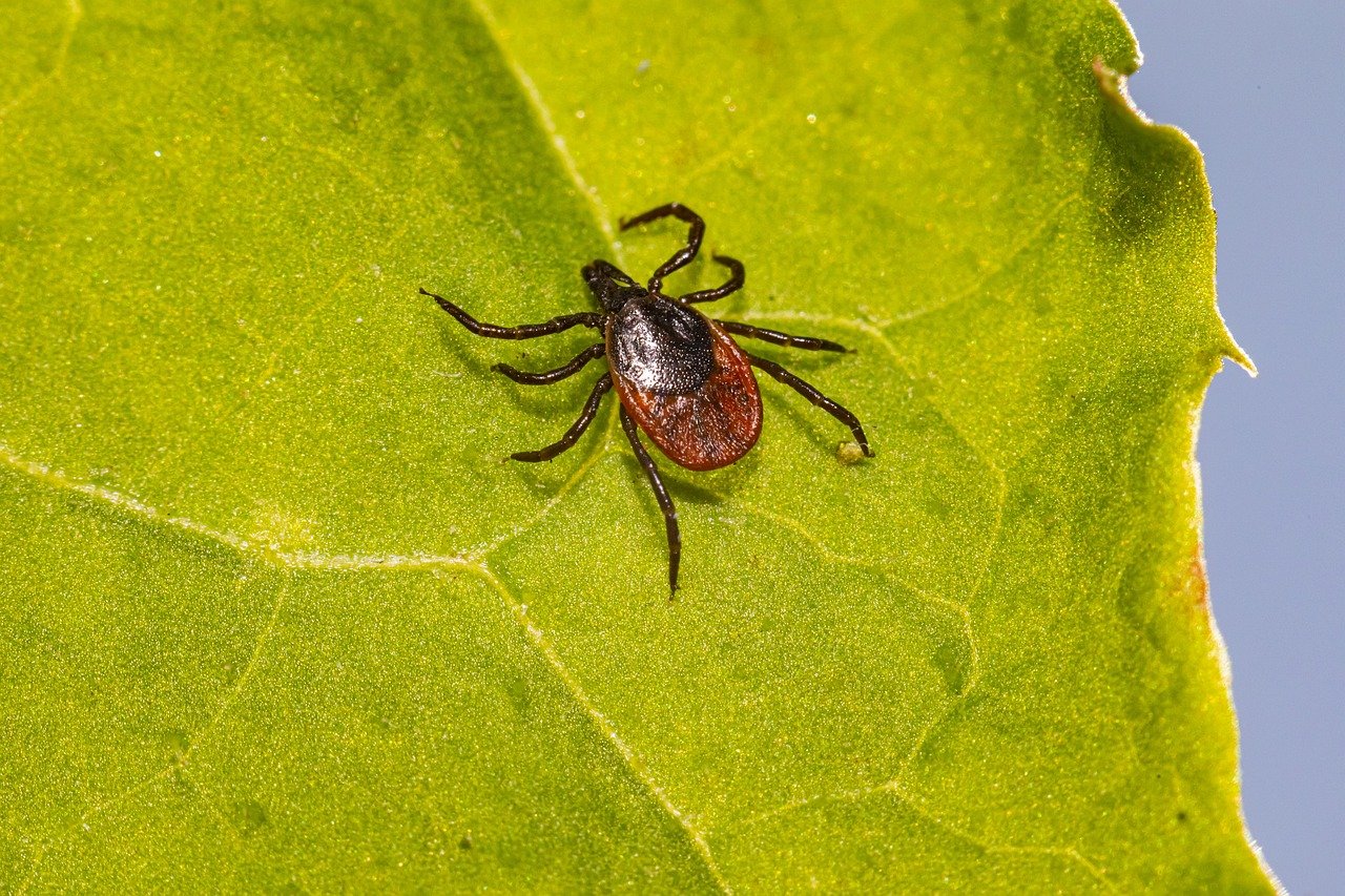 fumigaciones de Garrapatas