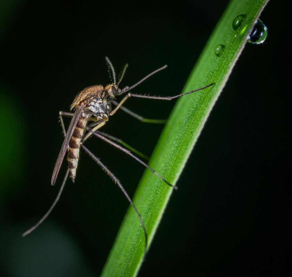 Fumigaciones Plaga de mosquito