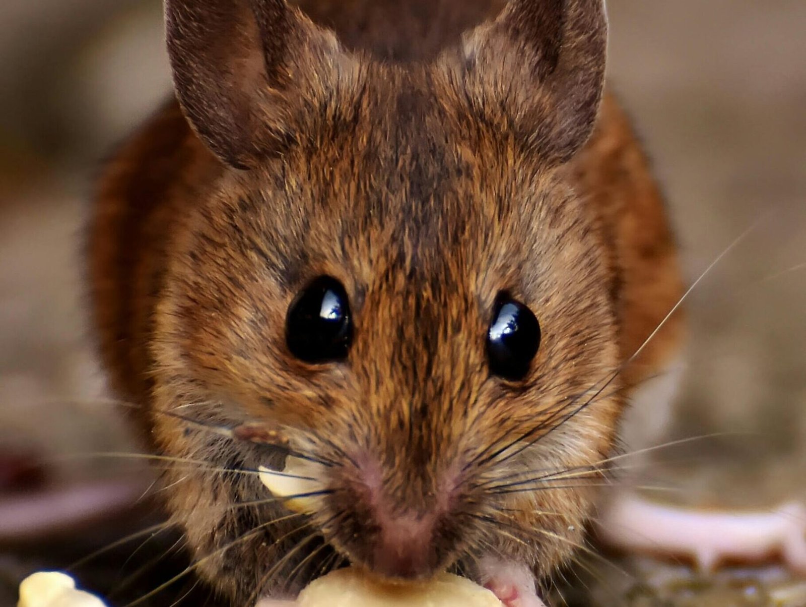 Roedor comiendo una nues